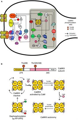 Ca2+ Requirements for Long-Term Depression Are Frequency Sensitive in Purkinje Cells